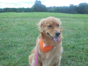 Mercy at Manassas National Battlefield for the Unite to Fight Pet Cancer Virtual Walk.
